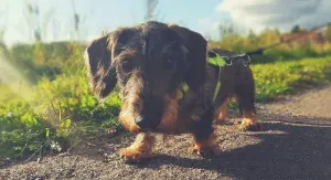 dachshund with harness