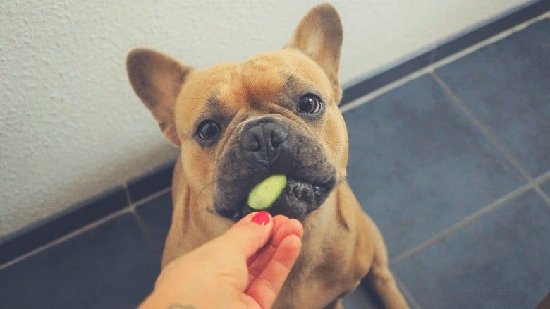 dog eating vegetable