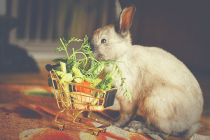 rabbit with foods