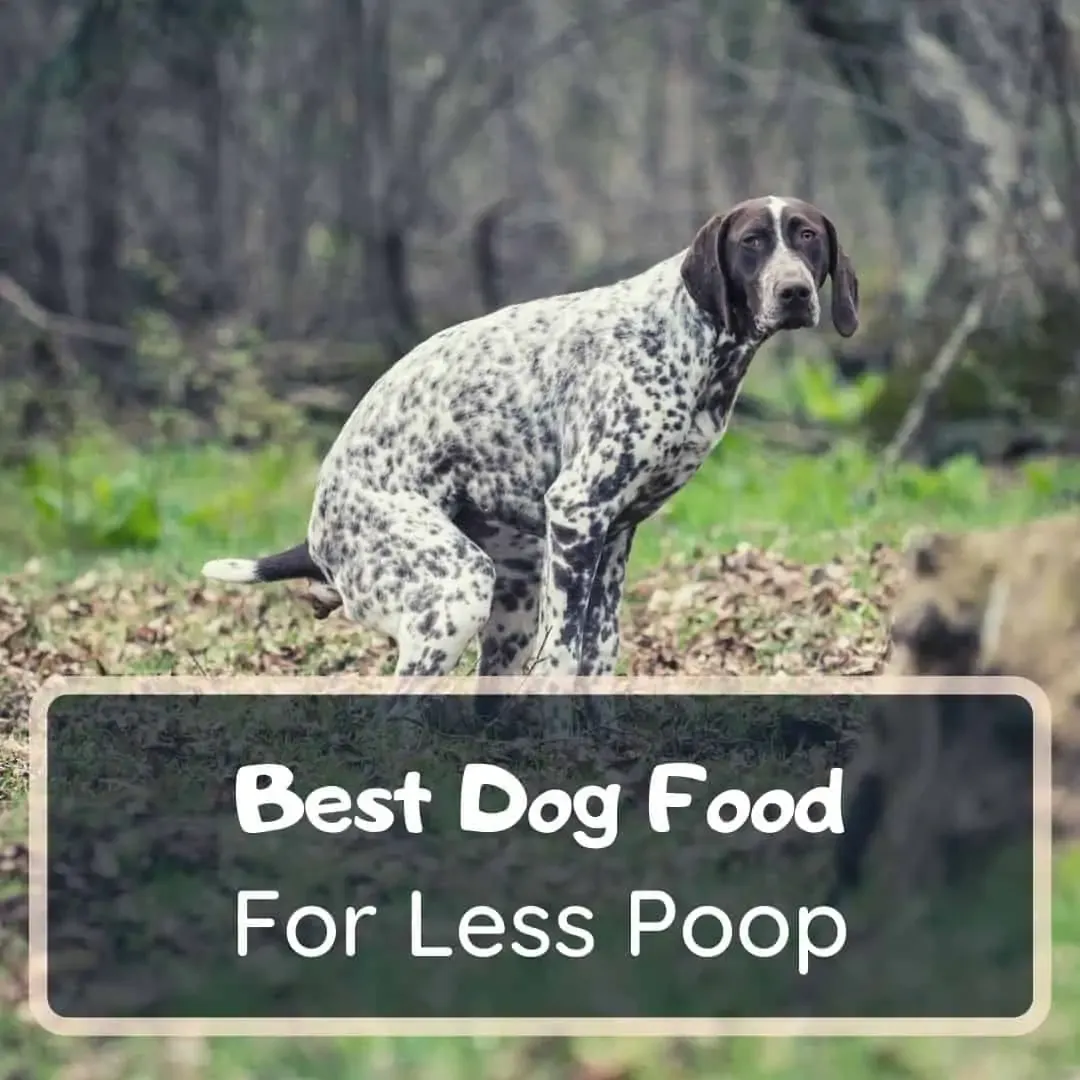 best dog foods for less poop