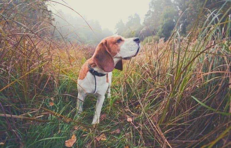best dog food for hunting dogs