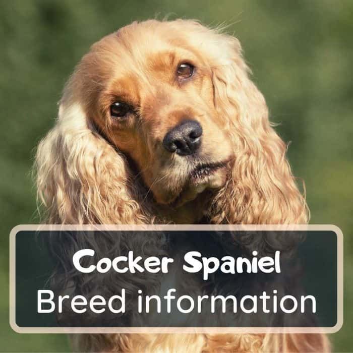 cocker spaniel