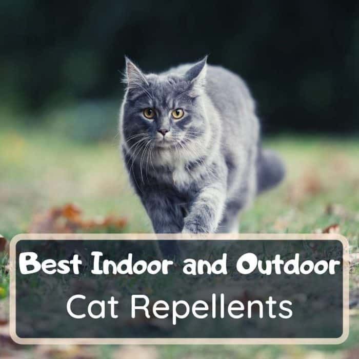 best cat repellent and deterrent