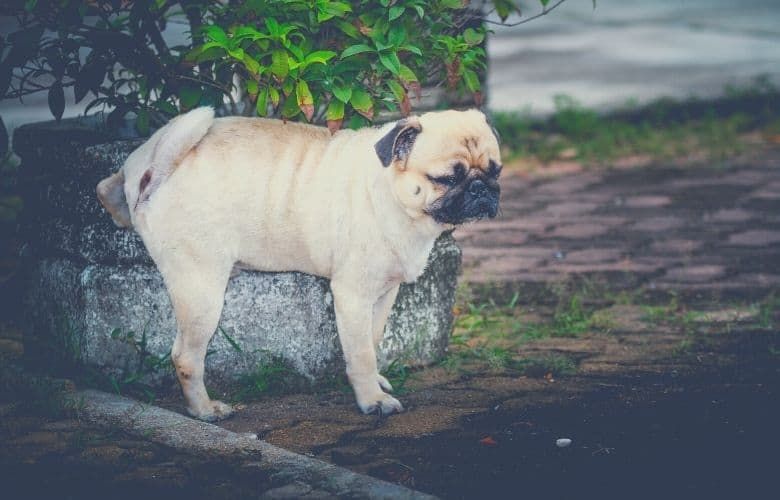 best dog food for urinary health