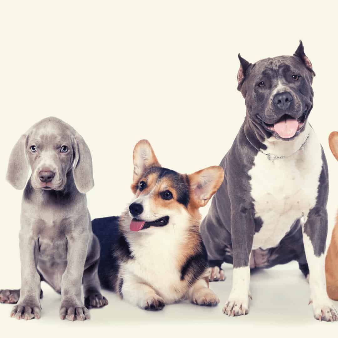 best dog food by breeds