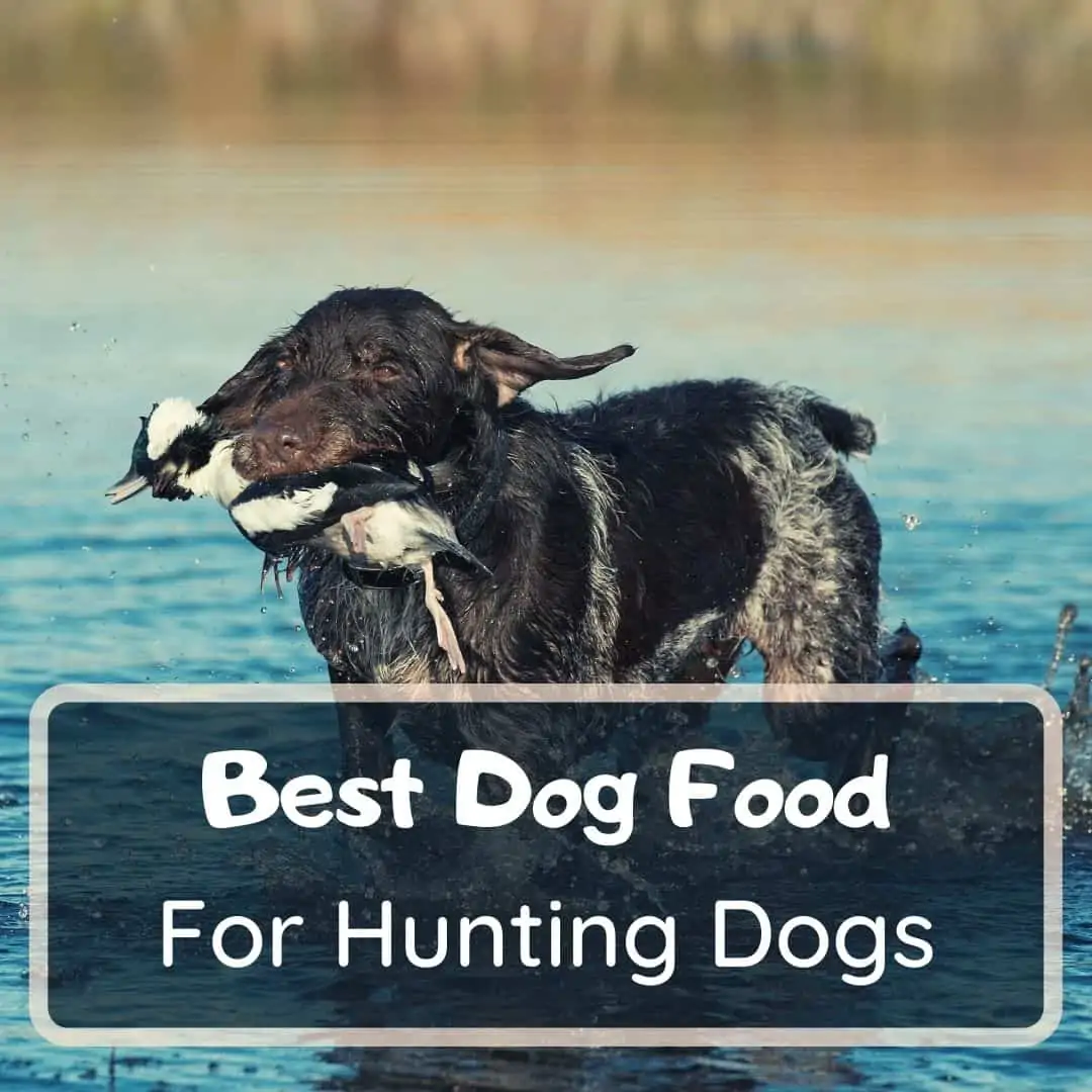 Best dog food for hunting dogs