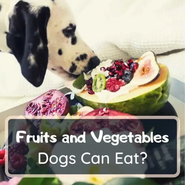 what fruits and vegetables dogs can eat
