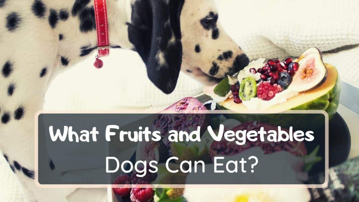 what fruits and vegetables dogs can eat