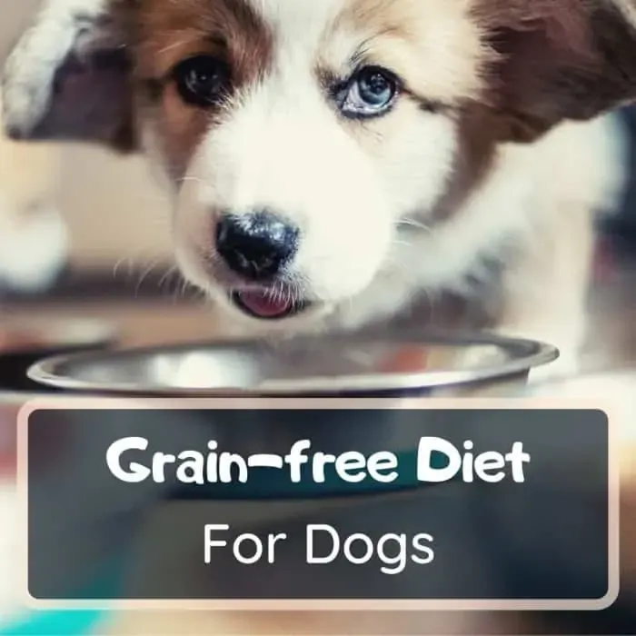 is grain-free diet good for dogs?