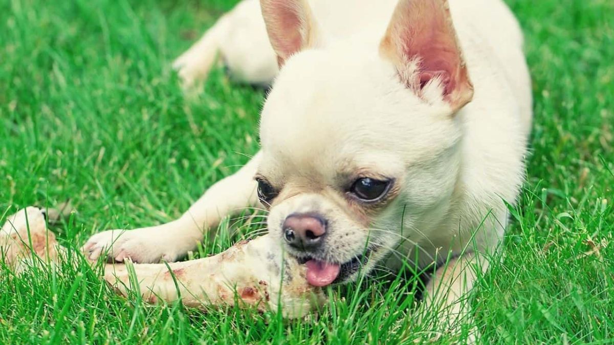 chihuahua eats in the grass