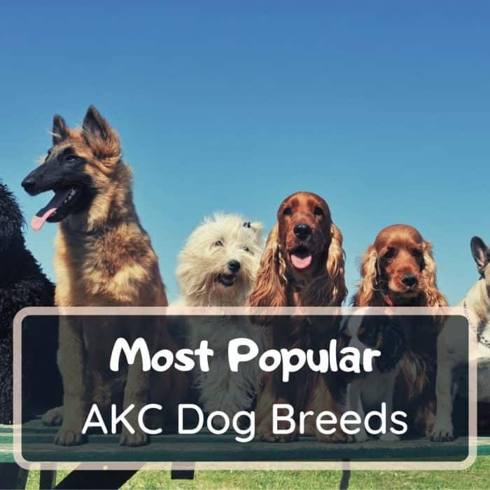 popular akc dog breeds