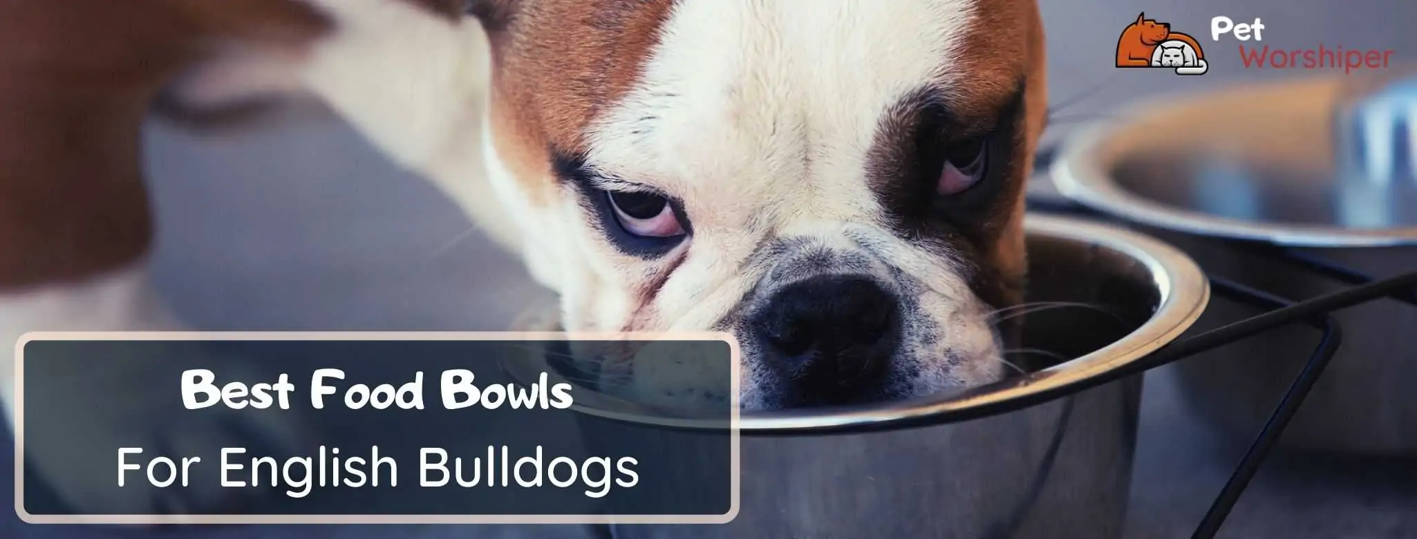 bulldog food bowl