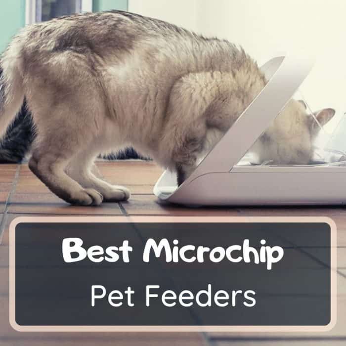 best microchip cat feeders