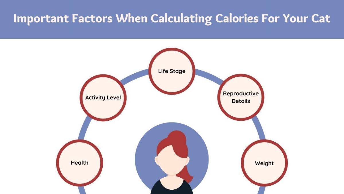 important factors when calculating cat calories