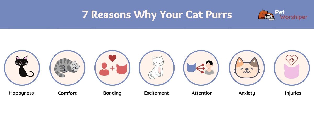 reasons why your cat purrs