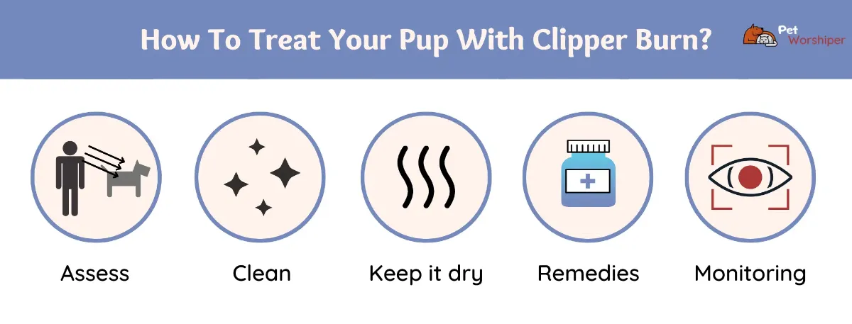How to treat clipper burn On Dogs