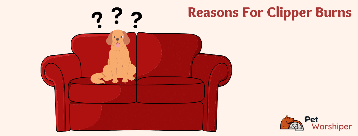 reasons for dog clipper burn