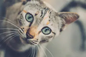 blue eyes cat looking