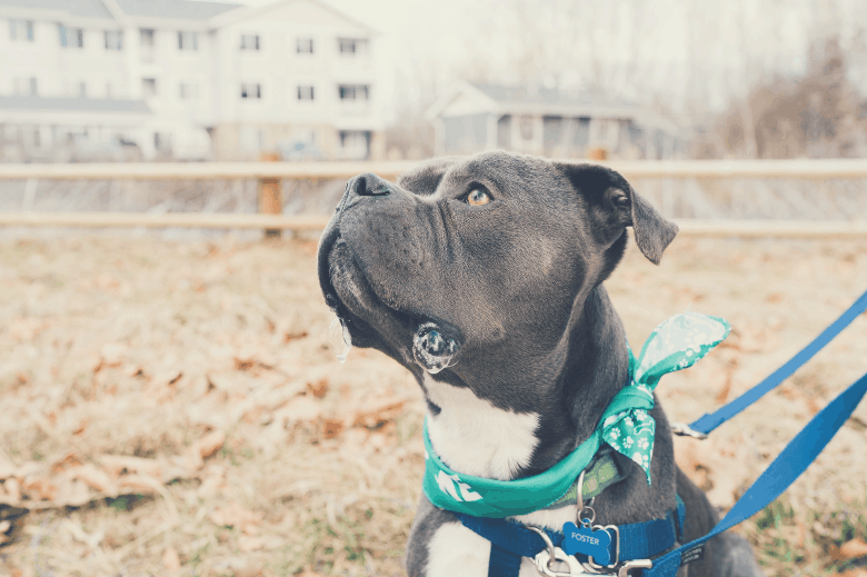 harness for pitbulls to stop pulling