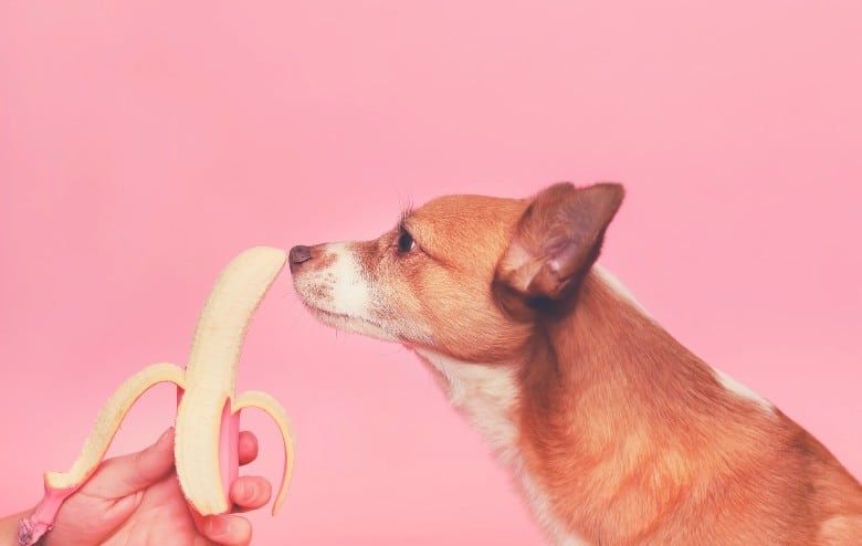 The 5 Best High-Calorie Dog Foods For Weight Gain: Guide And Reviews