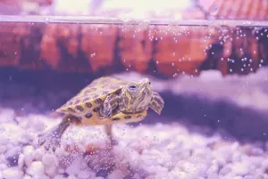 turtle in tank