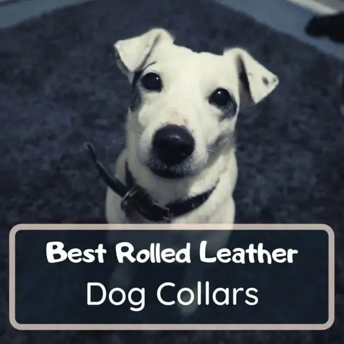 Best rolled leather dog collar