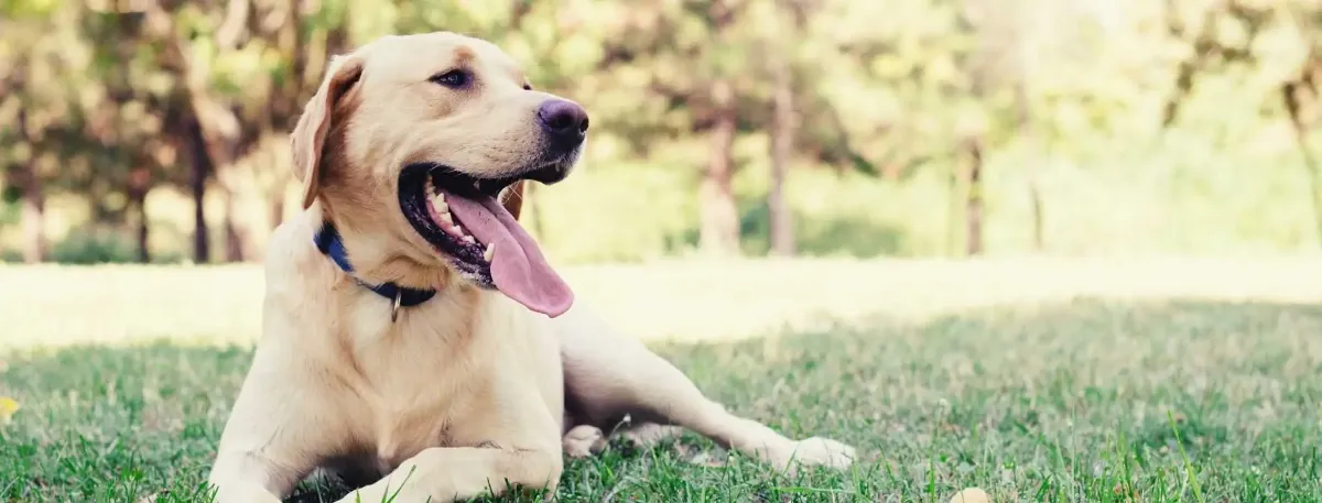 labrador retriever