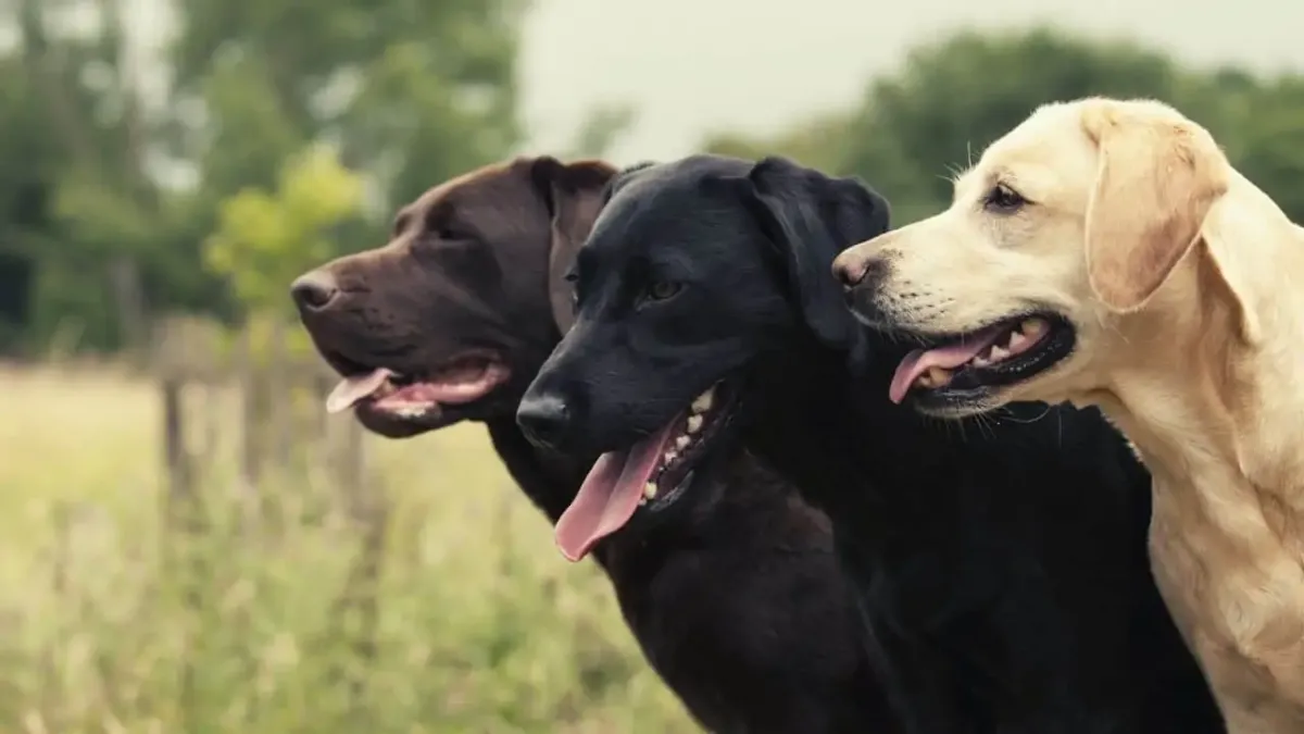 labrador retriever