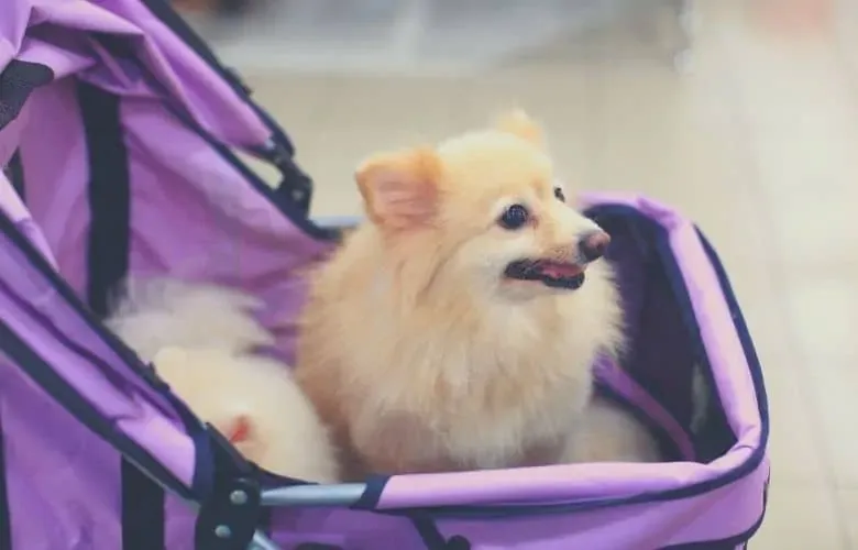 dog stroller