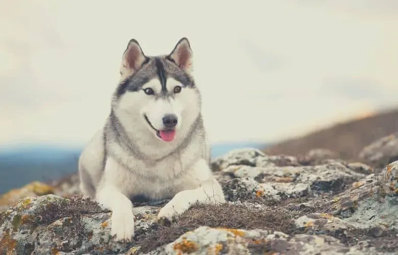 best harness for husky