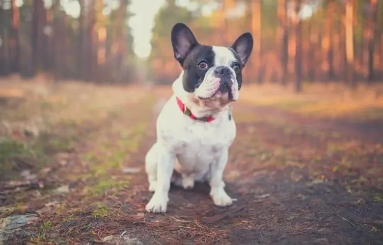 french bulldog