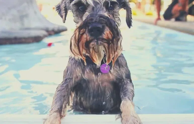 dog climbs on a ramp