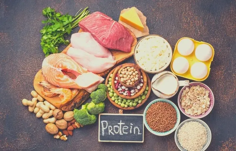 dog food recipe protein