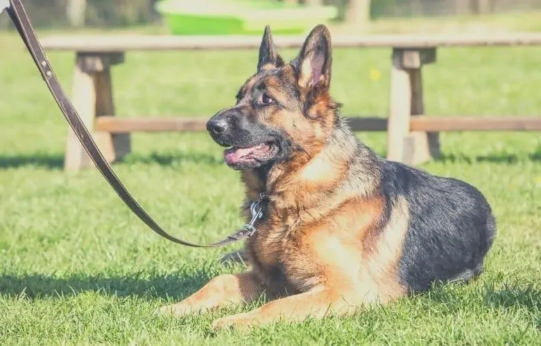 German shepherd collar