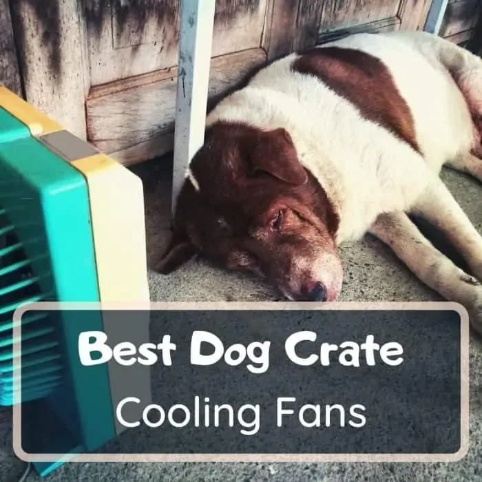 best dog crate fan