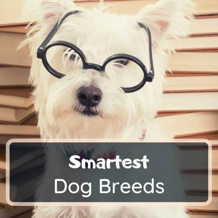 smartest dog breeds