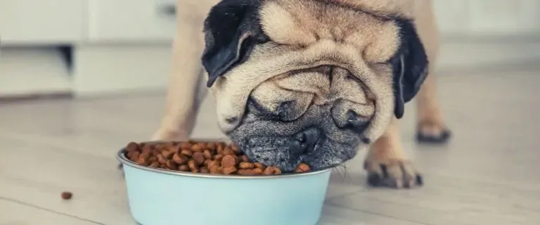 dog breed food