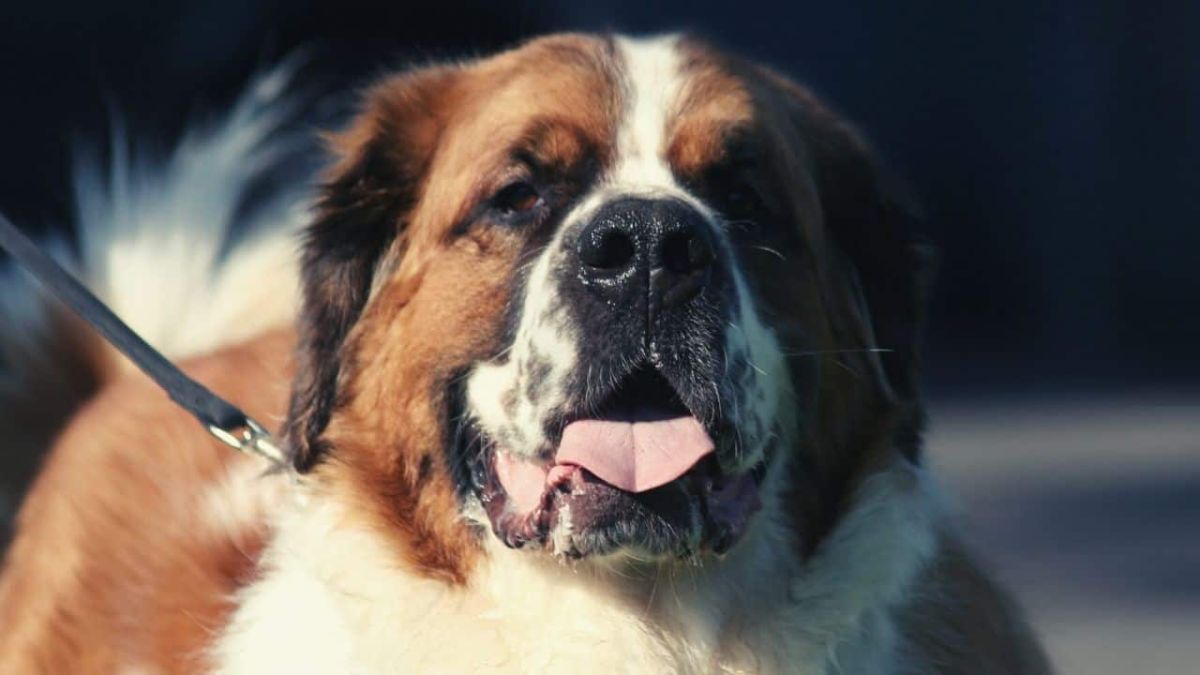 Saint Bernard Dog Breed Information, Personality, Health, Grooming, And ...