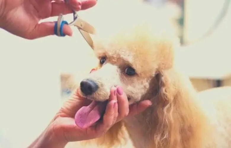 best brush for poodles