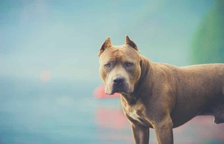 The Best Dog Food For Pitbulls 2022: Nutrition Guidelines And Reviews ...