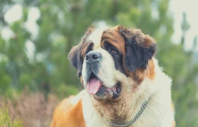 Best Dog Food For St Bernards 2022: Healthiest Recipes For Adults ...