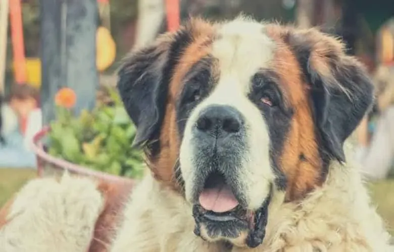 best dog food for st bernard