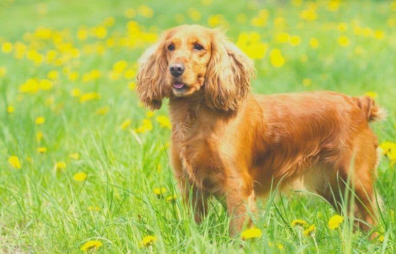 Cocker Spaniel Dog Breed Information, Personality, Health, Grooming ...