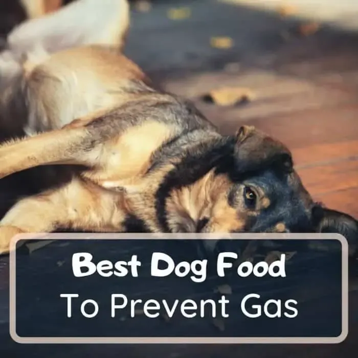 best dog food to prevent gas