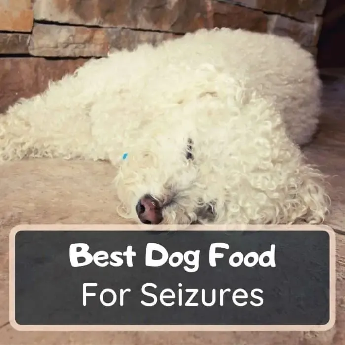 Best dog food for seizures