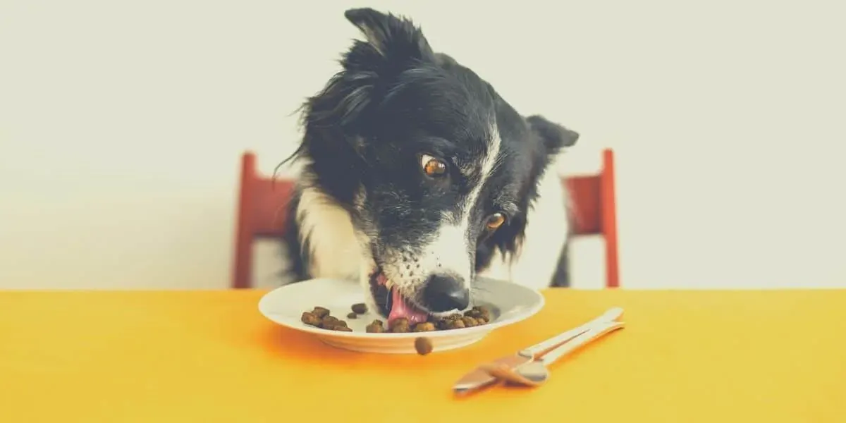 best tasting dog food for picky eaters