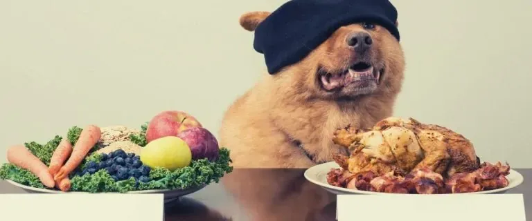 Best dog food by ingredients