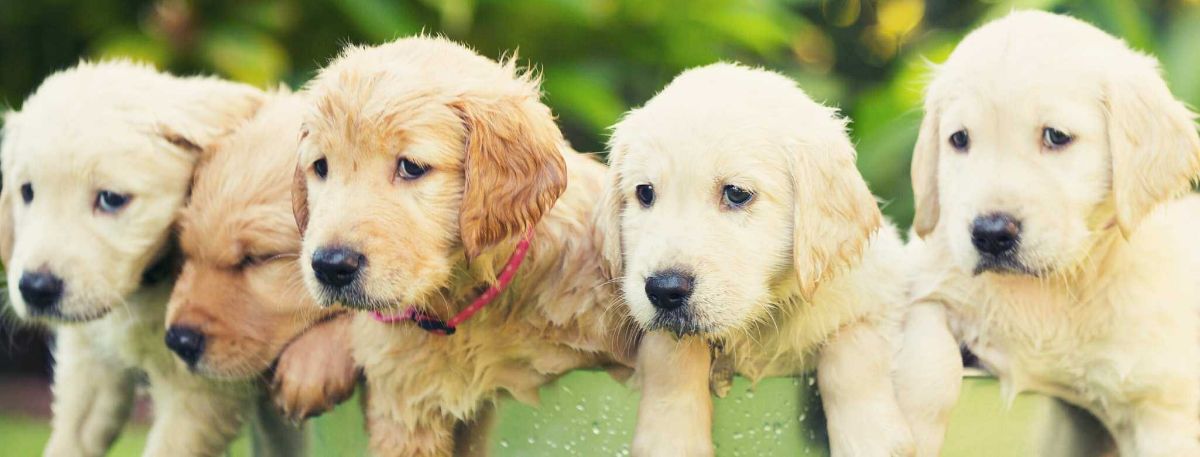 Golden Retriever Dog Breed Information, Personality, Health, Grooming 