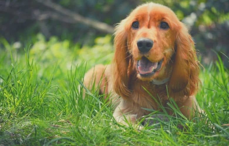 12 Best Dog Food For Cocker Spaniels [in 2022]