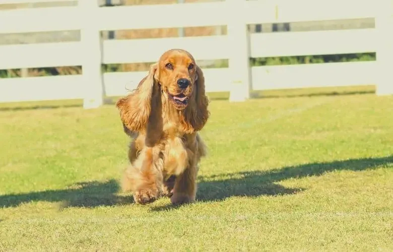 cocker spaniel